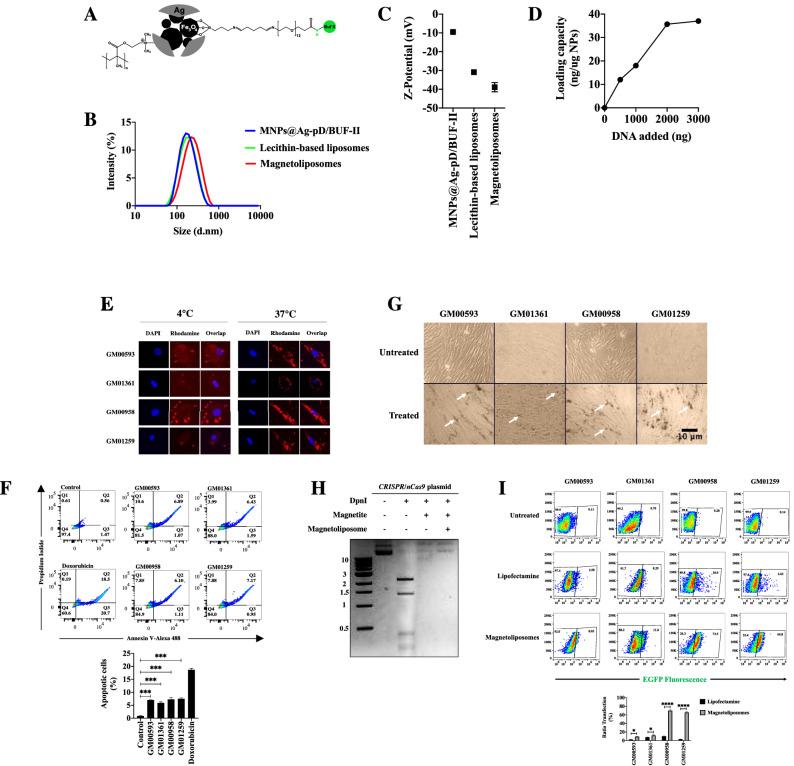 https://cdn.ncbi.nlm.nih.gov/pmc/blobs/5659/9440901/3c753c6c62fa/41598_2022_19407_Fig1_HTML.jpg