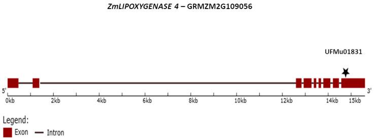 https://cdn.ncbi.nlm.nih.gov/pmc/blobs/565b/9503958/62eb7d1aade5/ijms-23-10894-g012.jpg