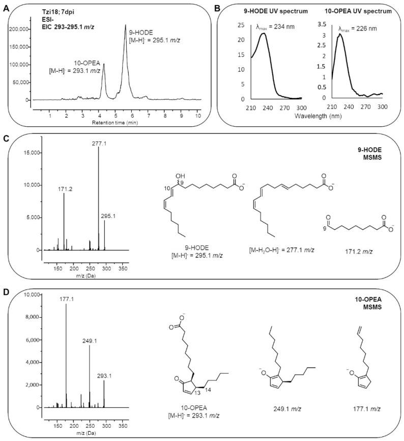 https://cdn.ncbi.nlm.nih.gov/pmc/blobs/565b/9503958/6c8df3bbb97b/ijms-23-10894-g010.jpg