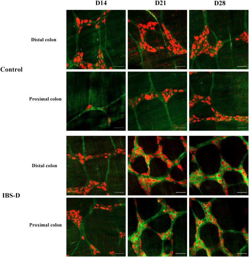 https://cdn.ncbi.nlm.nih.gov/pmc/blobs/565d/9703083/44891c620616/fphar-13-943119-g007.jpg