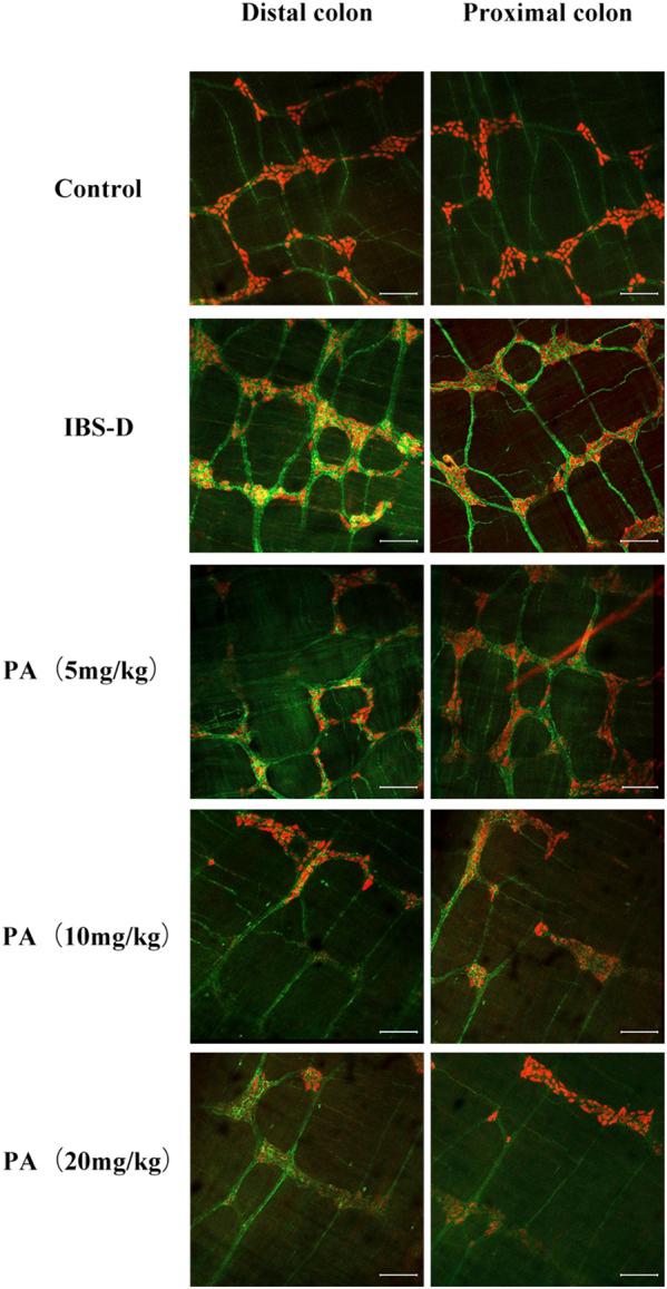 https://cdn.ncbi.nlm.nih.gov/pmc/blobs/565d/9703083/8aae44f8acfe/fphar-13-943119-g005.jpg