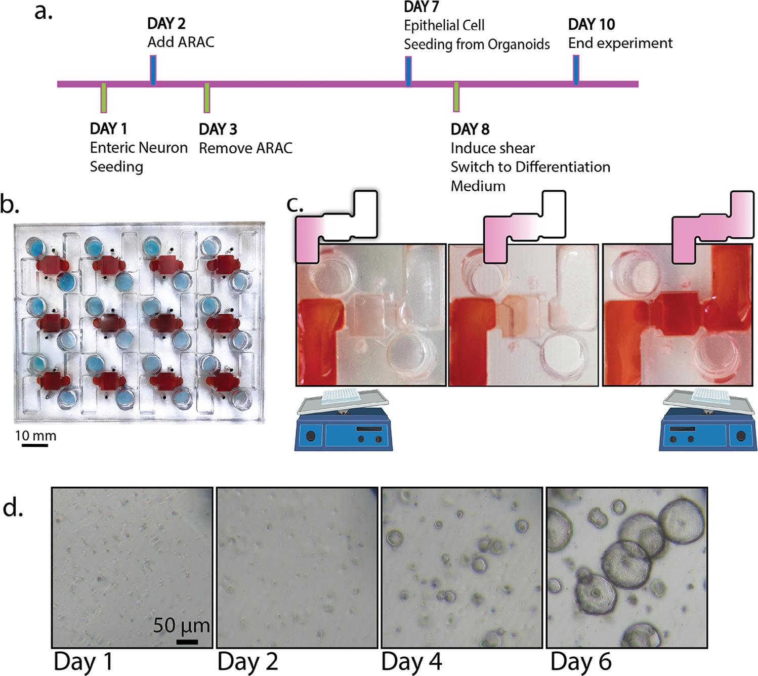 https://cdn.ncbi.nlm.nih.gov/pmc/blobs/565f/12380100/4dccd76d8d15/nihms-2086014-f0002.jpg