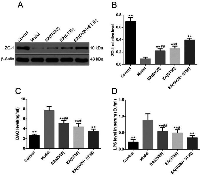 https://cdn.ncbi.nlm.nih.gov/pmc/blobs/565f/8087854/d054746f7bba/IJBMS-24-341-g003.jpg