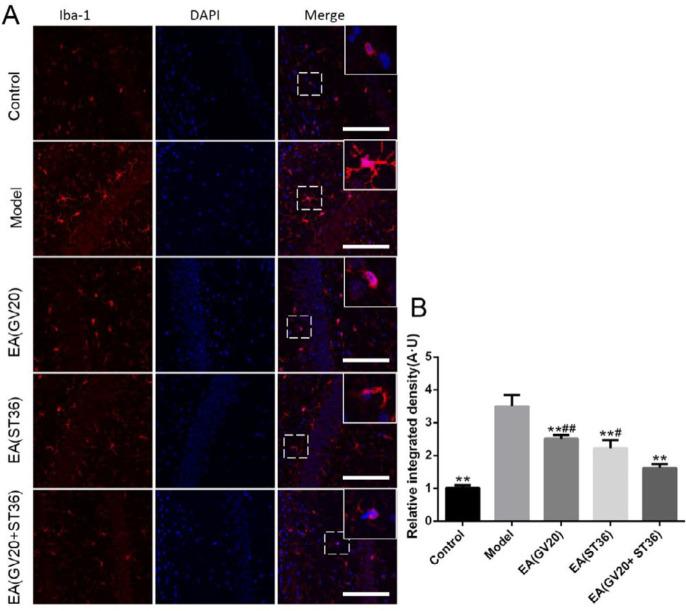https://cdn.ncbi.nlm.nih.gov/pmc/blobs/565f/8087854/f83f52533327/IJBMS-24-341-g005.jpg