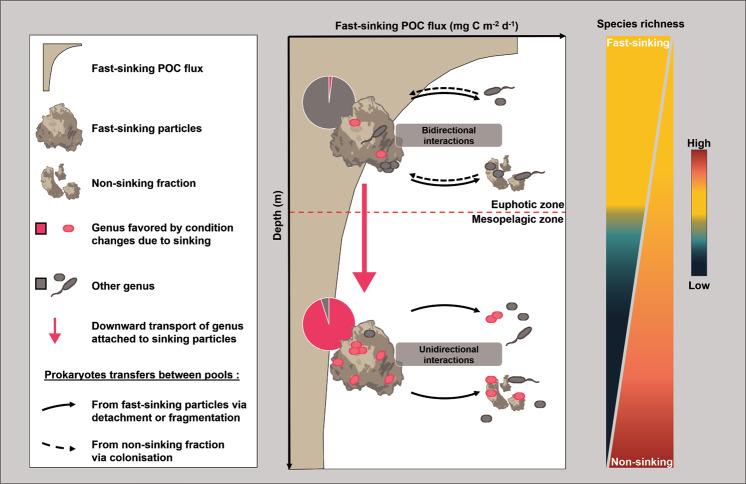 https://cdn.ncbi.nlm.nih.gov/pmc/blobs/5666/8163737/cadc29683d8a/41396_2020_880_Fig3_HTML.jpg