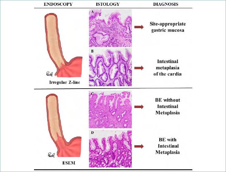 https://cdn.ncbi.nlm.nih.gov/pmc/blobs/566b/7931578/945b6bd3eada/pathol-2020-03-117-g005.jpg