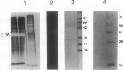 https://cdn.ncbi.nlm.nih.gov/pmc/blobs/5670/1081138/c7c6dff107c5/plntphys00698-0338-a.jpg