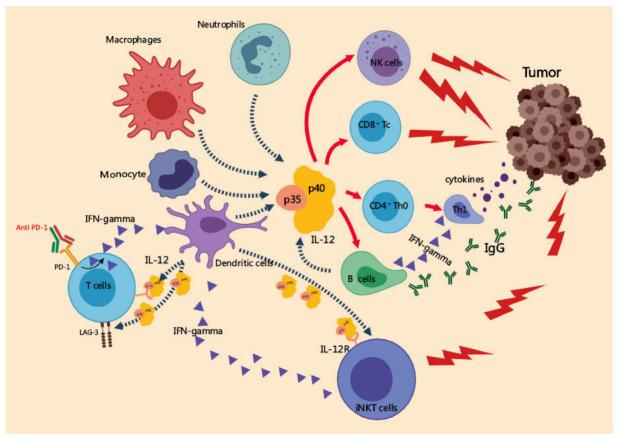 https://cdn.ncbi.nlm.nih.gov/pmc/blobs/5675/9688694/8dd5daf1a88d/cancers-14-05592-g002.jpg