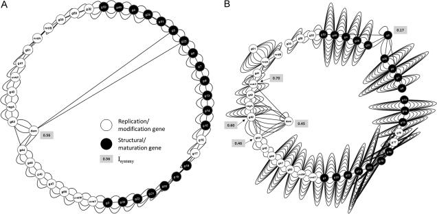 https://cdn.ncbi.nlm.nih.gov/pmc/blobs/567c/2908710/0ff32777688c/molbiolevolmsq076f04_ht.jpg