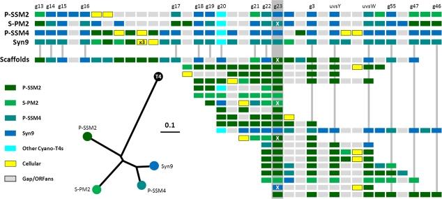 https://cdn.ncbi.nlm.nih.gov/pmc/blobs/567c/2908710/981827725216/molbiolevolmsq076f03_3c.jpg