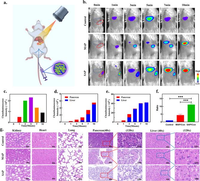 https://cdn.ncbi.nlm.nih.gov/pmc/blobs/5681/10230766/04c54dc64e20/12951_2023_1937_Fig6_HTML.jpg