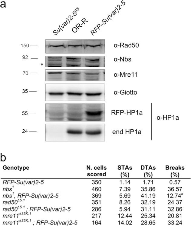 https://cdn.ncbi.nlm.nih.gov/pmc/blobs/5687/6911104/84c48f880d1b/41419_2019_2185_Fig3_HTML.jpg