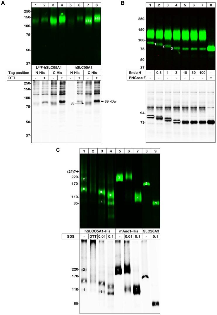 https://cdn.ncbi.nlm.nih.gov/pmc/blobs/5689/3869781/eed85cdbbadf/pone.0083257.g002.jpg