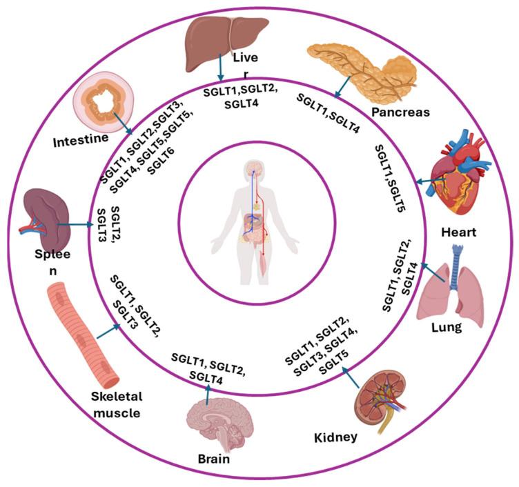 https://cdn.ncbi.nlm.nih.gov/pmc/blobs/568b/12348421/e9bb8f3cb7c8/nutrients-17-02511-g003.jpg