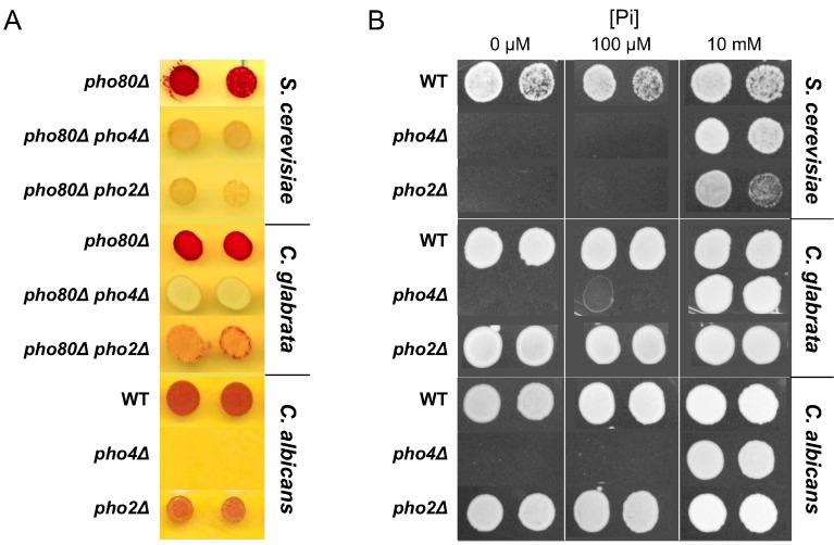 https://cdn.ncbi.nlm.nih.gov/pmc/blobs/568b/5446240/209261869d73/elife-25157-fig1.jpg