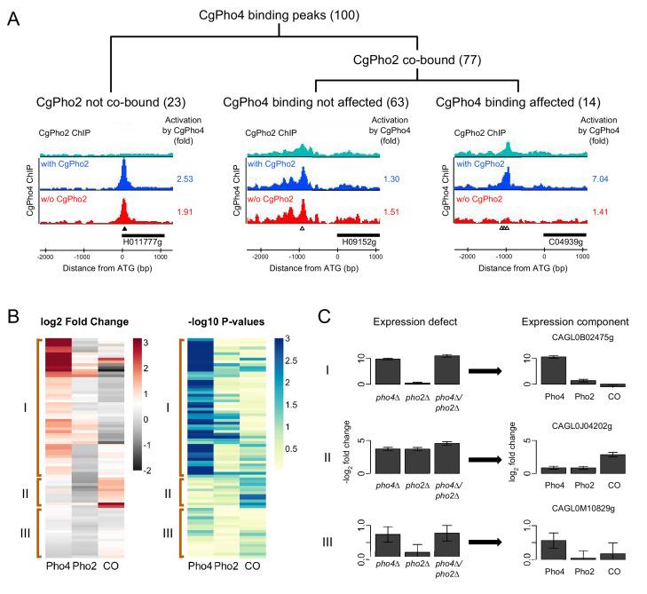 https://cdn.ncbi.nlm.nih.gov/pmc/blobs/568b/5446240/6760b7b99329/elife-25157-fig5.jpg
