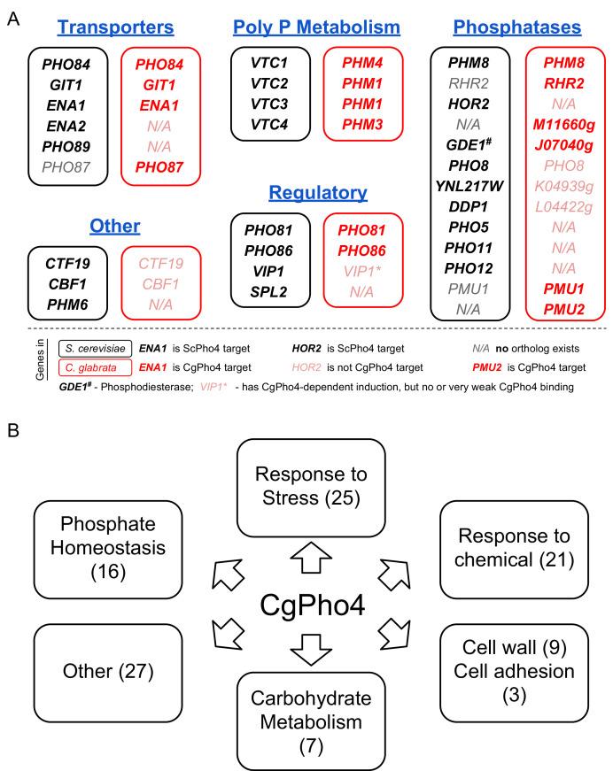 https://cdn.ncbi.nlm.nih.gov/pmc/blobs/568b/5446240/97c7158107d8/elife-25157-fig6.jpg
