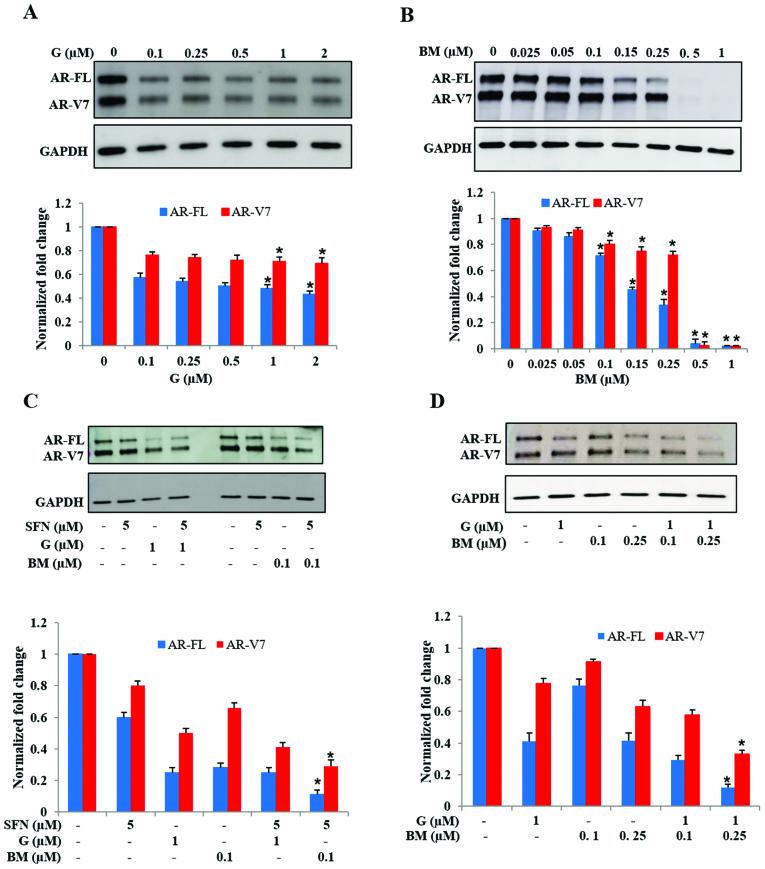 https://cdn.ncbi.nlm.nih.gov/pmc/blobs/568c/5780030/e5fedde45218/OR-38-05-2774-g04.jpg