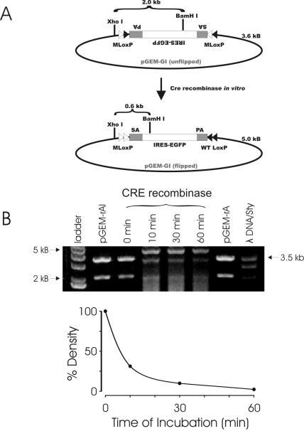https://cdn.ncbi.nlm.nih.gov/pmc/blobs/5696/548374/22b4e31cb2ac/gni016f3.jpg