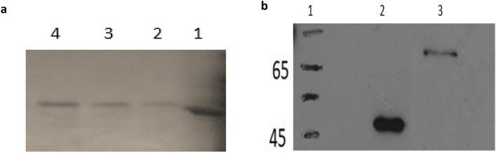 https://cdn.ncbi.nlm.nih.gov/pmc/blobs/5696/8991220/9e993bb86086/41598_2022_9660_Fig2_HTML.jpg