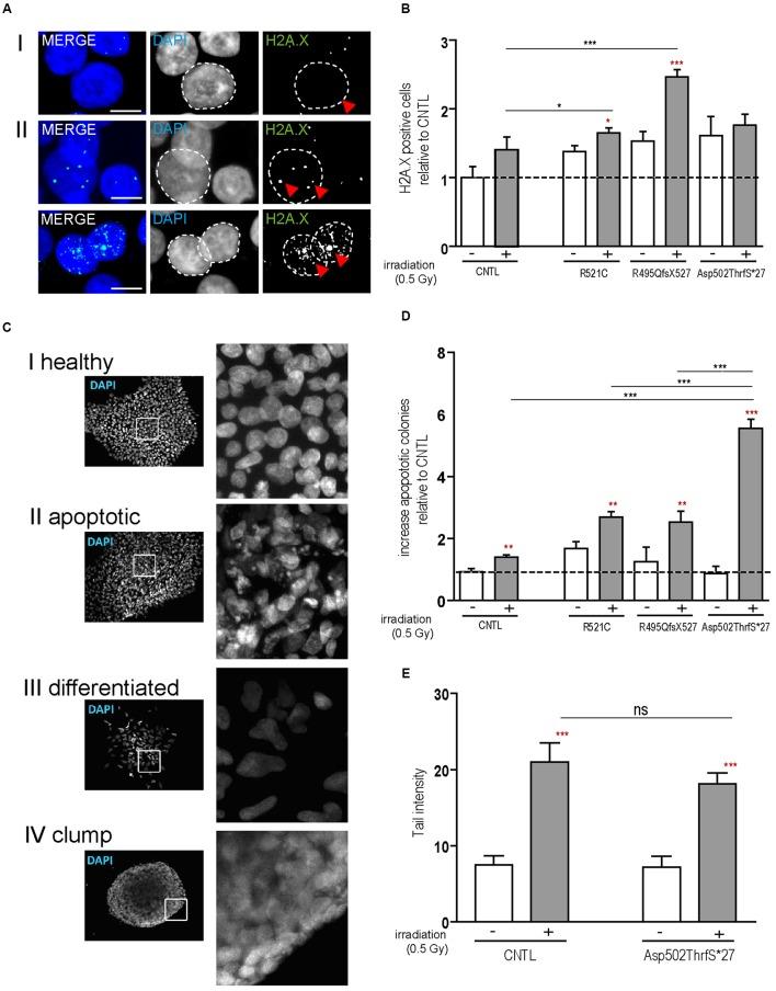 https://cdn.ncbi.nlm.nih.gov/pmc/blobs/5697/5183648/42e6b53a143f/fncel-10-00290-g002.jpg