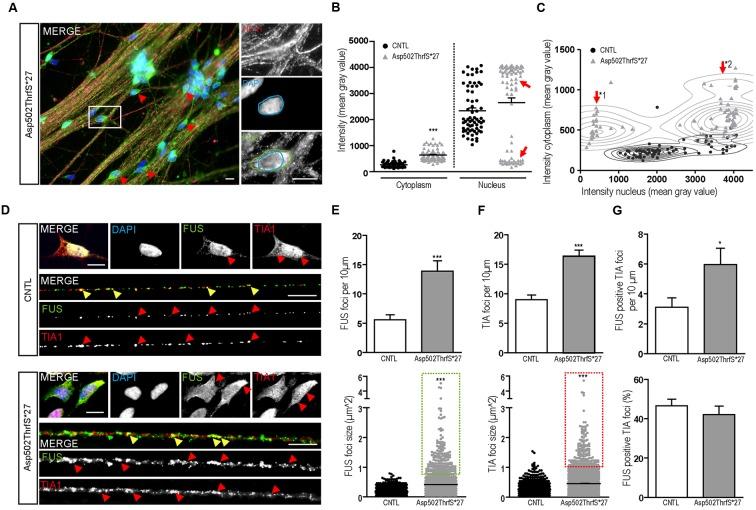https://cdn.ncbi.nlm.nih.gov/pmc/blobs/5697/5183648/85f7e32df66c/fncel-10-00290-g006.jpg