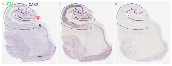 https://cdn.ncbi.nlm.nih.gov/pmc/blobs/5697/9777473/15a8541f3e3c/cells-11-04033-g001.jpg