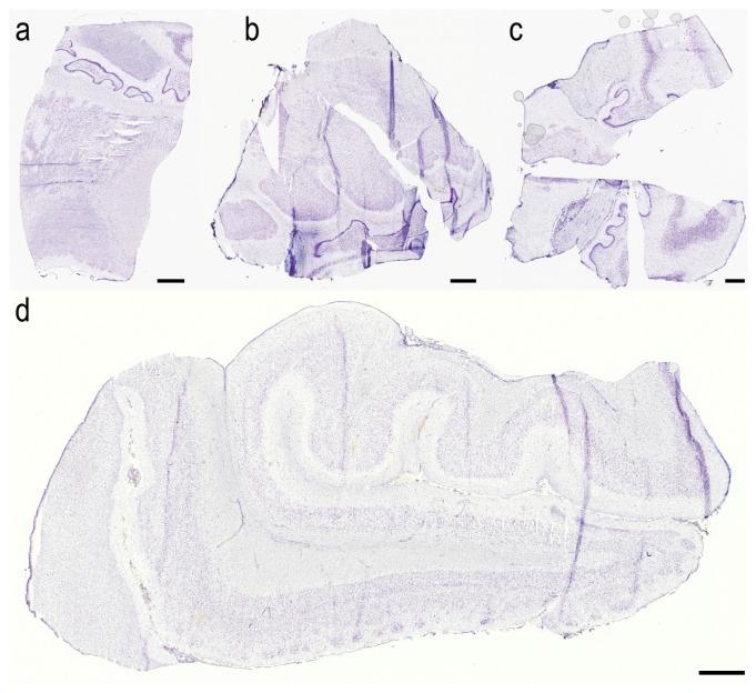 https://cdn.ncbi.nlm.nih.gov/pmc/blobs/5697/9777473/1bc215b83c44/cells-11-04033-g0A1.jpg