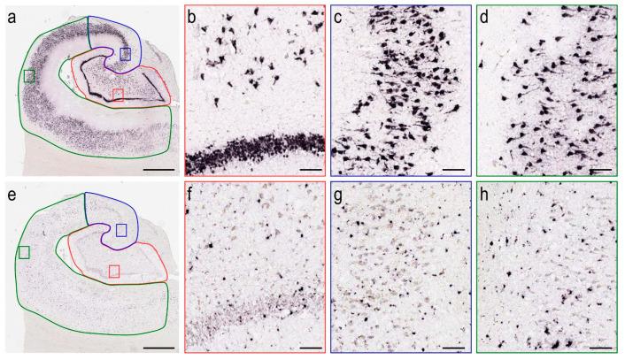 https://cdn.ncbi.nlm.nih.gov/pmc/blobs/5697/9777473/6999eda7c3bc/cells-11-04033-g002.jpg