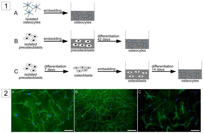 https://cdn.ncbi.nlm.nih.gov/pmc/blobs/5699/6514924/a3b13623161a/ijms-20-01998-g001.jpg