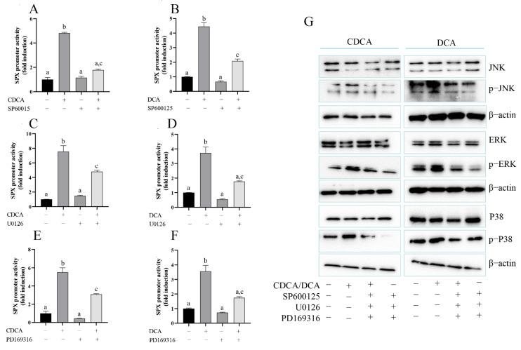 https://cdn.ncbi.nlm.nih.gov/pmc/blobs/569a/9316865/1ed583704a09/cells-11-02159-g005.jpg
