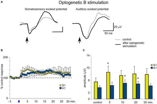 https://cdn.ncbi.nlm.nih.gov/pmc/blobs/569b/4837153/18efc7977ac7/fncir-10-00028-g0008.jpg