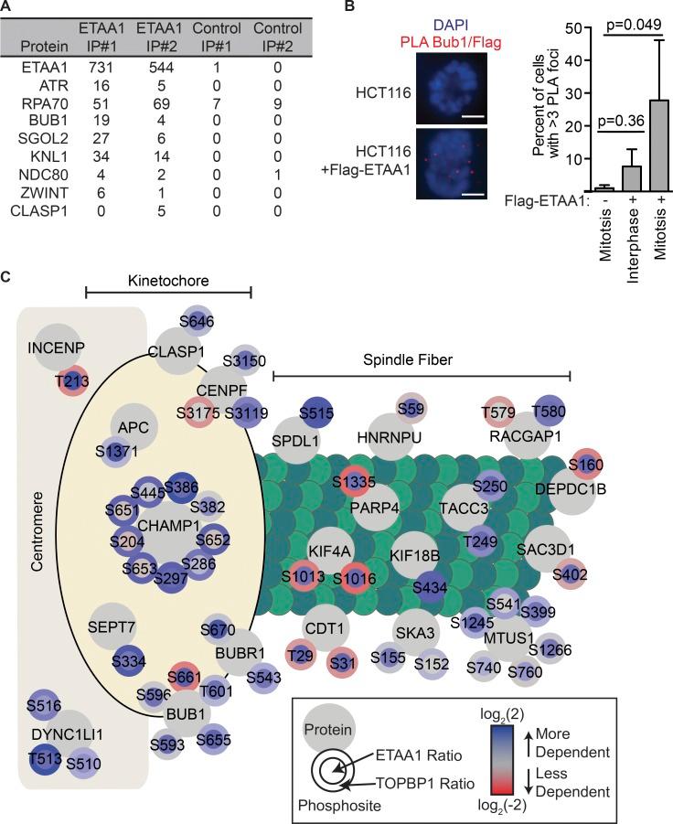 https://cdn.ncbi.nlm.nih.gov/pmc/blobs/569f/6446857/6fd4f2b20ff7/JCB_201810058_Fig6.jpg