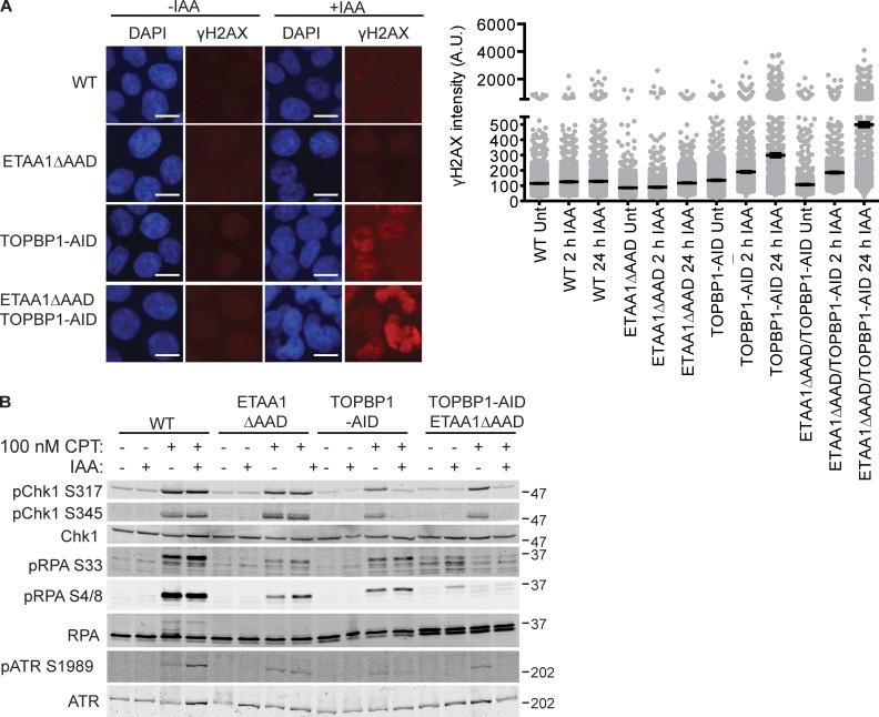 https://cdn.ncbi.nlm.nih.gov/pmc/blobs/569f/6446857/af5277315b5c/JCB_201810058_Fig2.jpg