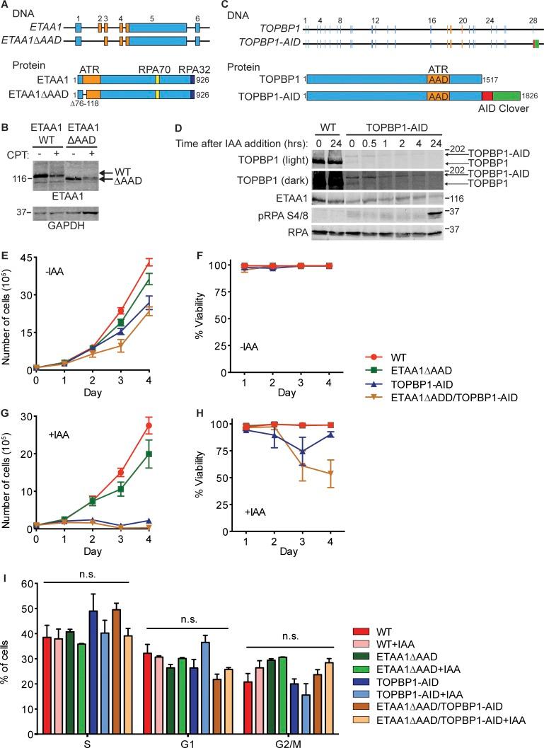 https://cdn.ncbi.nlm.nih.gov/pmc/blobs/569f/6446857/e147c7dd8330/JCB_201810058_Fig1.jpg