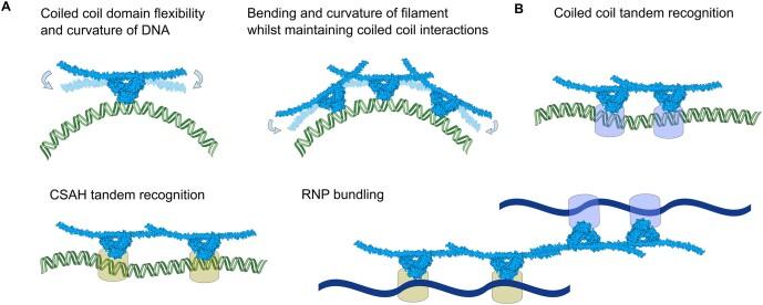 https://cdn.ncbi.nlm.nih.gov/pmc/blobs/56a0/11754644/434aae958aef/gkae1198fig6.jpg