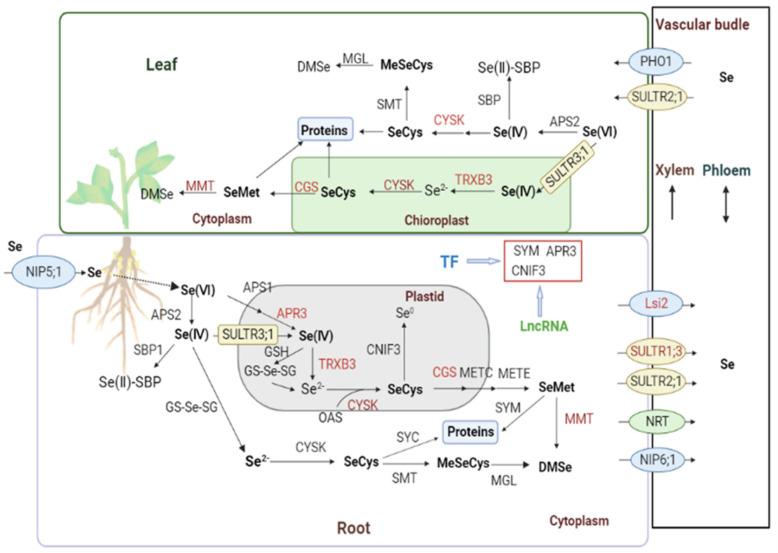 https://cdn.ncbi.nlm.nih.gov/pmc/blobs/56a1/9966555/91ab8106b4fb/plants-12-00789-g006.jpg