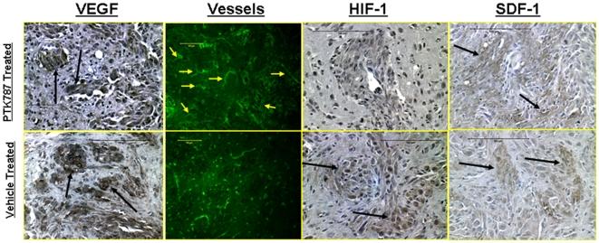 https://cdn.ncbi.nlm.nih.gov/pmc/blobs/56a7/2806917/dbbef1952801/pone.0008727.g004.jpg