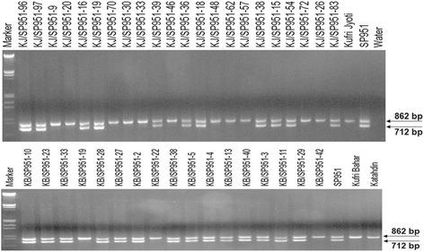 https://cdn.ncbi.nlm.nih.gov/pmc/blobs/56aa/5343411/d56fc7392560/12863_2017_490_Fig1_HTML.jpg