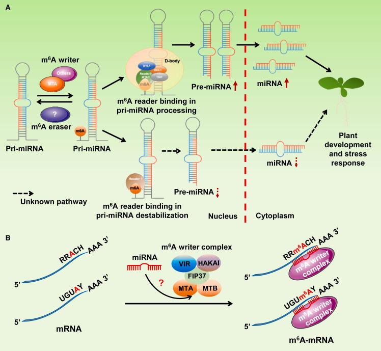 https://cdn.ncbi.nlm.nih.gov/pmc/blobs/56ac/11573915/210ad43f83b8/gr3.jpg