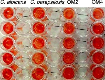 https://cdn.ncbi.nlm.nih.gov/pmc/blobs/56ae/4381516/1e0d154530b8/12903_2015_23_Fig2_HTML.jpg