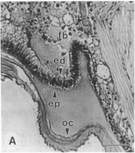 https://cdn.ncbi.nlm.nih.gov/pmc/blobs/56ae/51529/172f77e69a9d/pnas01059-0246-a.jpg