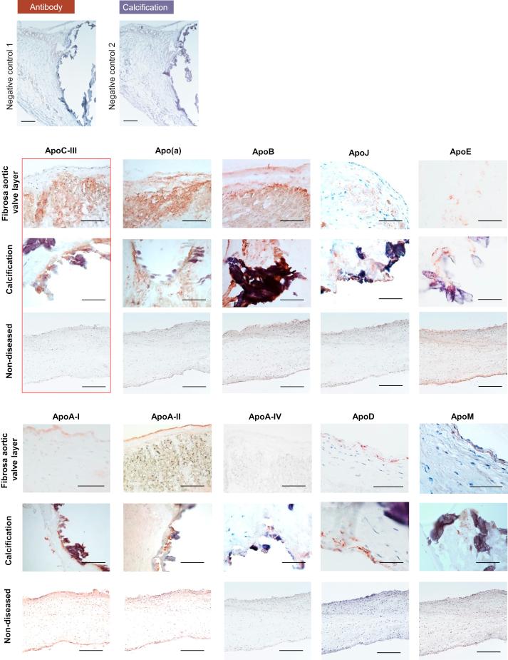 https://cdn.ncbi.nlm.nih.gov/pmc/blobs/56ae/7948477/783b80681684/gr2.jpg