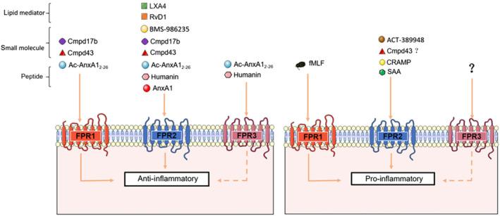 https://cdn.ncbi.nlm.nih.gov/pmc/blobs/56ae/9545948/1c6a63af6f91/BPH-179-4617-g002.jpg
