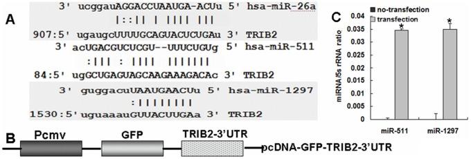 https://cdn.ncbi.nlm.nih.gov/pmc/blobs/56b0/3465292/8367a6ffbd11/pone.0046090.g002.jpg
