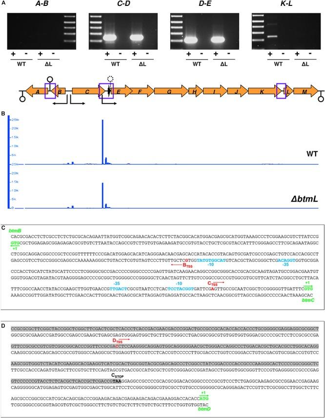 https://cdn.ncbi.nlm.nih.gov/pmc/blobs/56b0/7113386/870d277ddc2f/fmicb-11-00495-g005.jpg