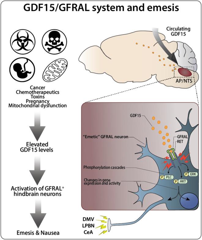 https://cdn.ncbi.nlm.nih.gov/pmc/blobs/56b2/11911307/b5a24b5201df/NMO-37-e14886-g001.jpg