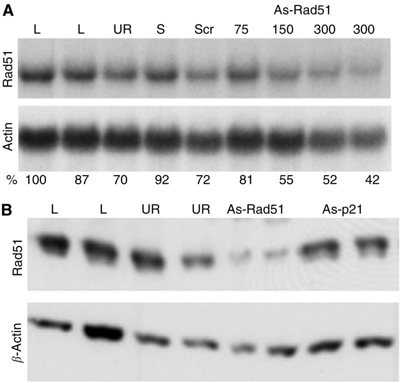 https://cdn.ncbi.nlm.nih.gov/pmc/blobs/56b2/2361929/ca5bf1e77803/92-6602457f5.jpg