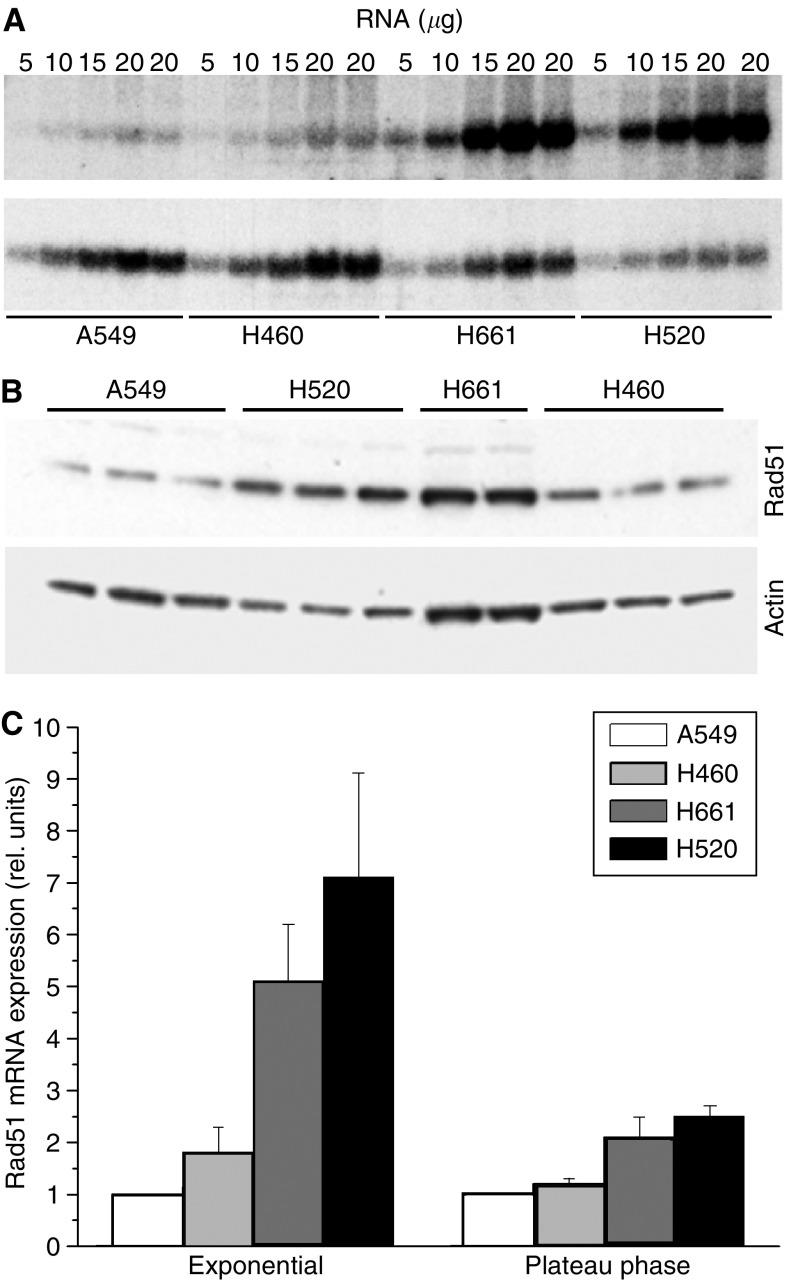 https://cdn.ncbi.nlm.nih.gov/pmc/blobs/56b2/2361929/fa23a88e7509/92-6602457f4.jpg