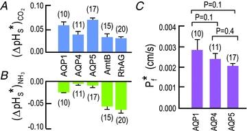 https://cdn.ncbi.nlm.nih.gov/pmc/blobs/56b4/3003898/522003cb6d6b/eph0095-1107-f9.jpg
